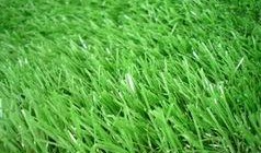 国产人人草,人人草，绿色健康生活新选择