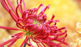 国产爆菊花,绽放民族特色的创新之花